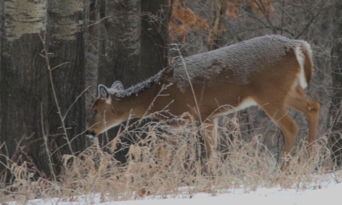 Just Ask Us Should I Feed Wildlife To Help Them Get Through