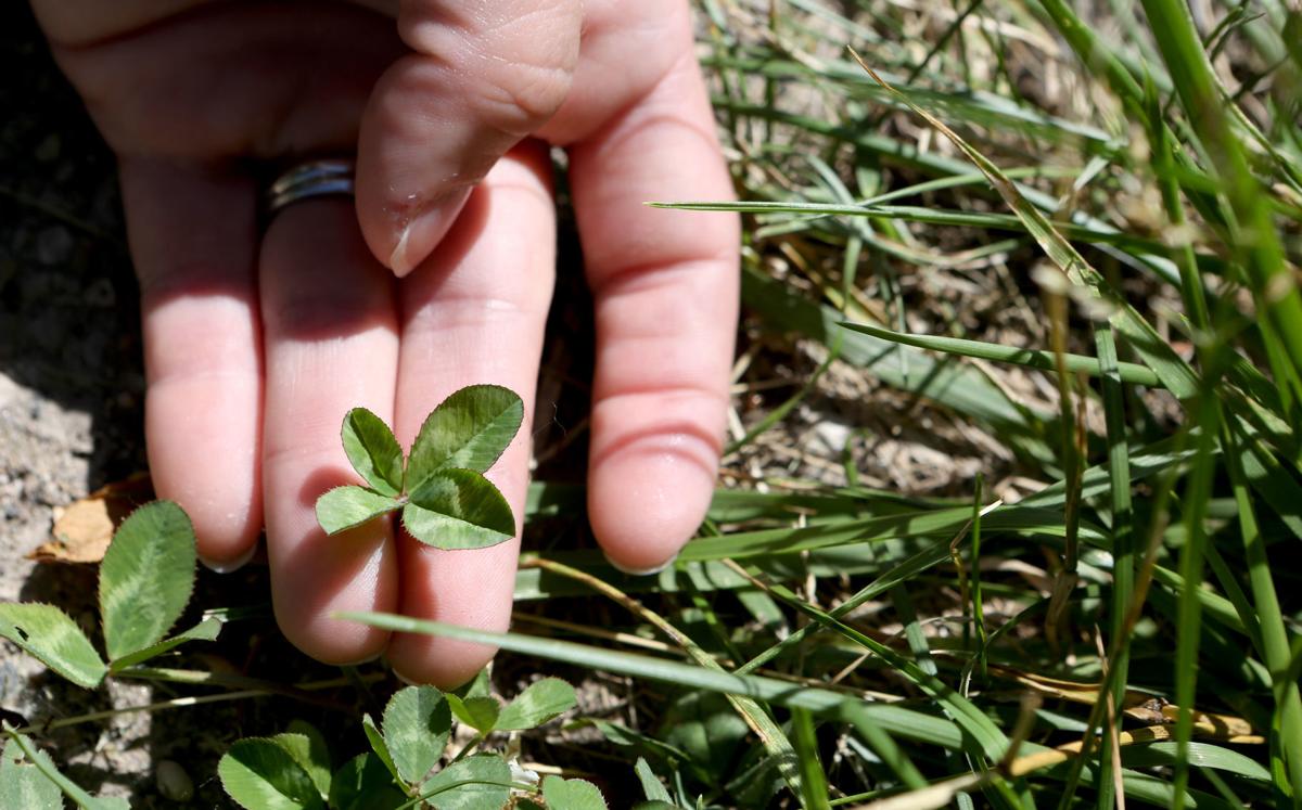 Wisconsin woman breaks world record with 118,791 four-leaf clovers