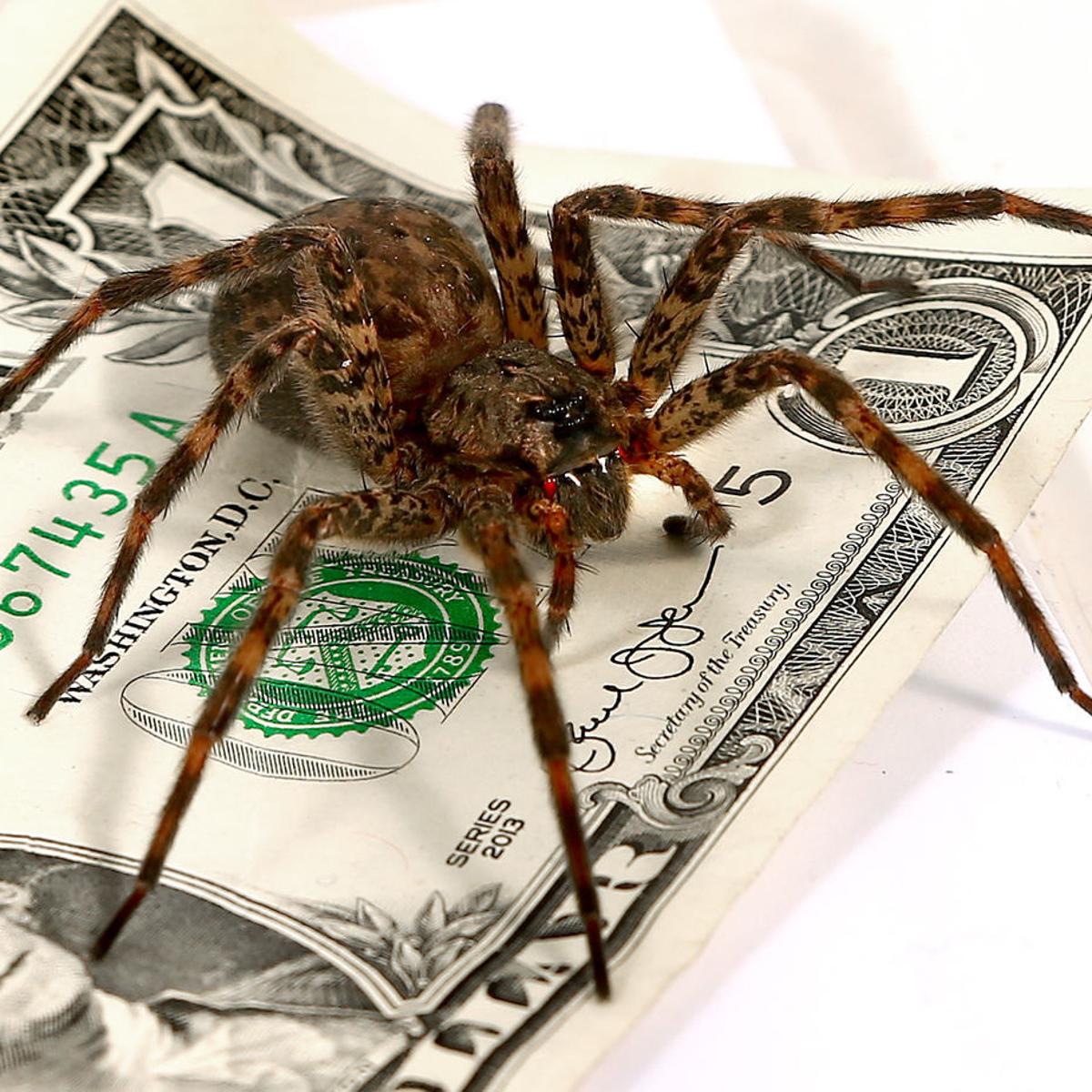 Giant Wisconsin Native Spider Looks A Mean Part But Is Harmless Local News Madison Com