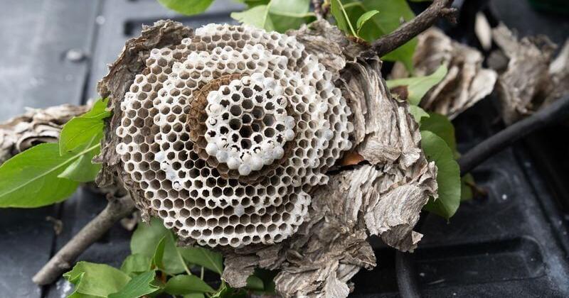 Wisconsin's wasp season is peaking. Here's when it may stop Caden Perry USA Today Network Sep 10, 2026 8 mins ago