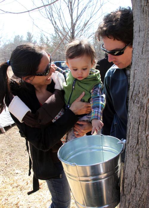 Tapping maple tree for syrup