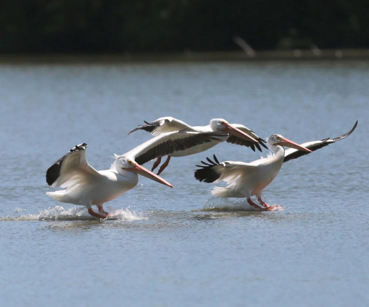 Just Ask Us What Were Pelicans Doing On Lake Monona Just Ask Us Madison Com