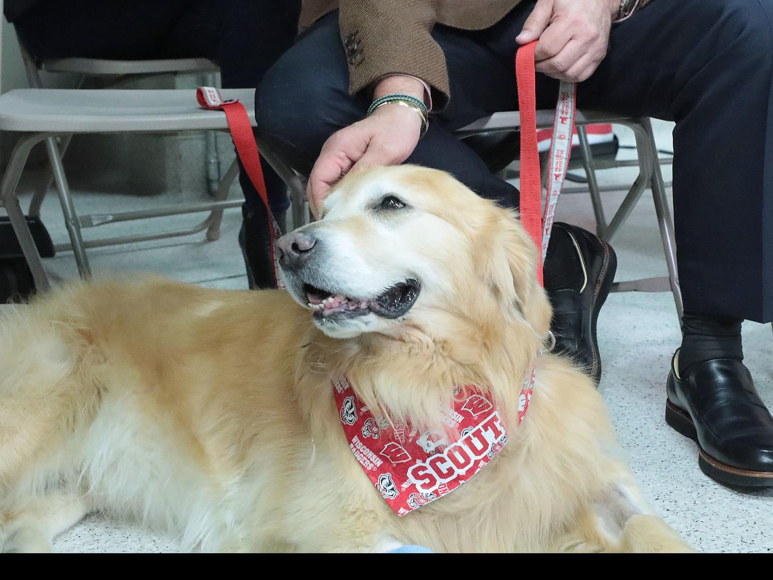 Scout Super Bowl Star Featured In Uw Vet School Commercial Dies Higher Education Madison Com