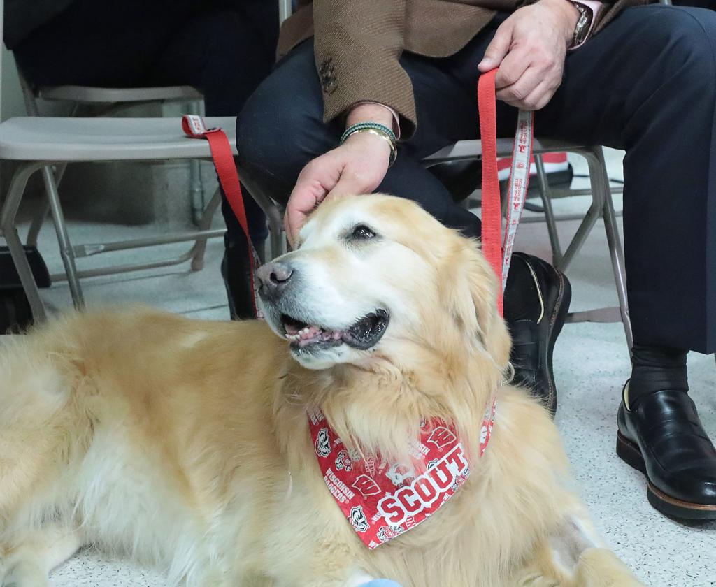 Scout Super Bowl Star Featured In Uw Vet School Commercial Dies Higher Education Madison Com