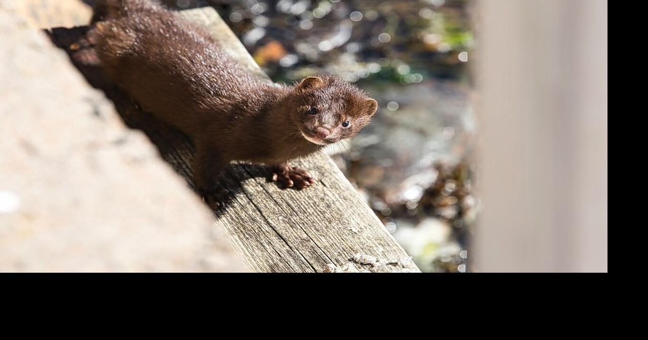 Wisconsin fur farm workers try to recapture 3,000 mink activists claim