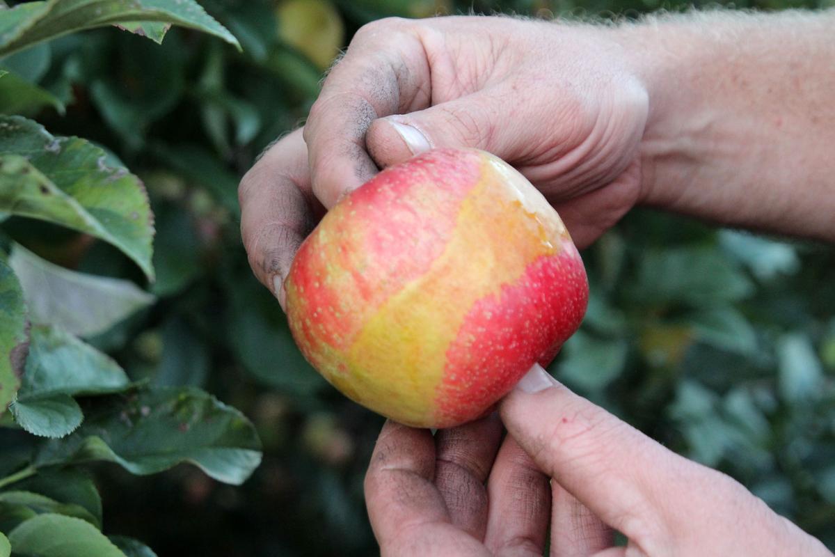 Apple Harvest