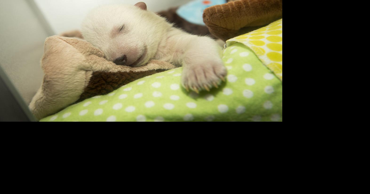 Complete coverage: The remarkable life of Madison's newest polar bear