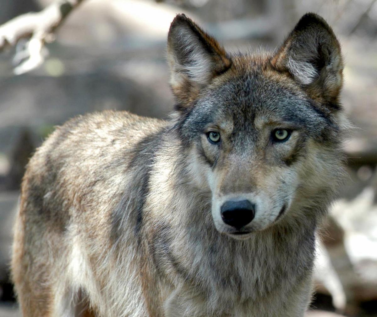 Proposed wolf hunt