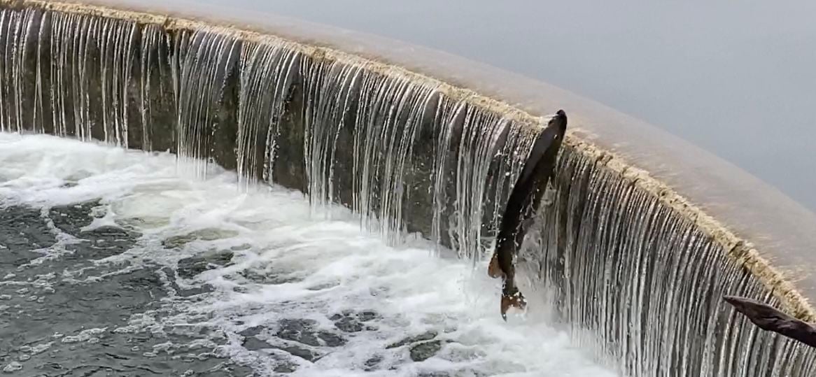 The muskie are back at the Lake Wingra dam and, yes, they like to jump