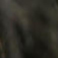 Group To Protest Wisconsin S Wolf Hunt At State Capitol Local News Madison Com