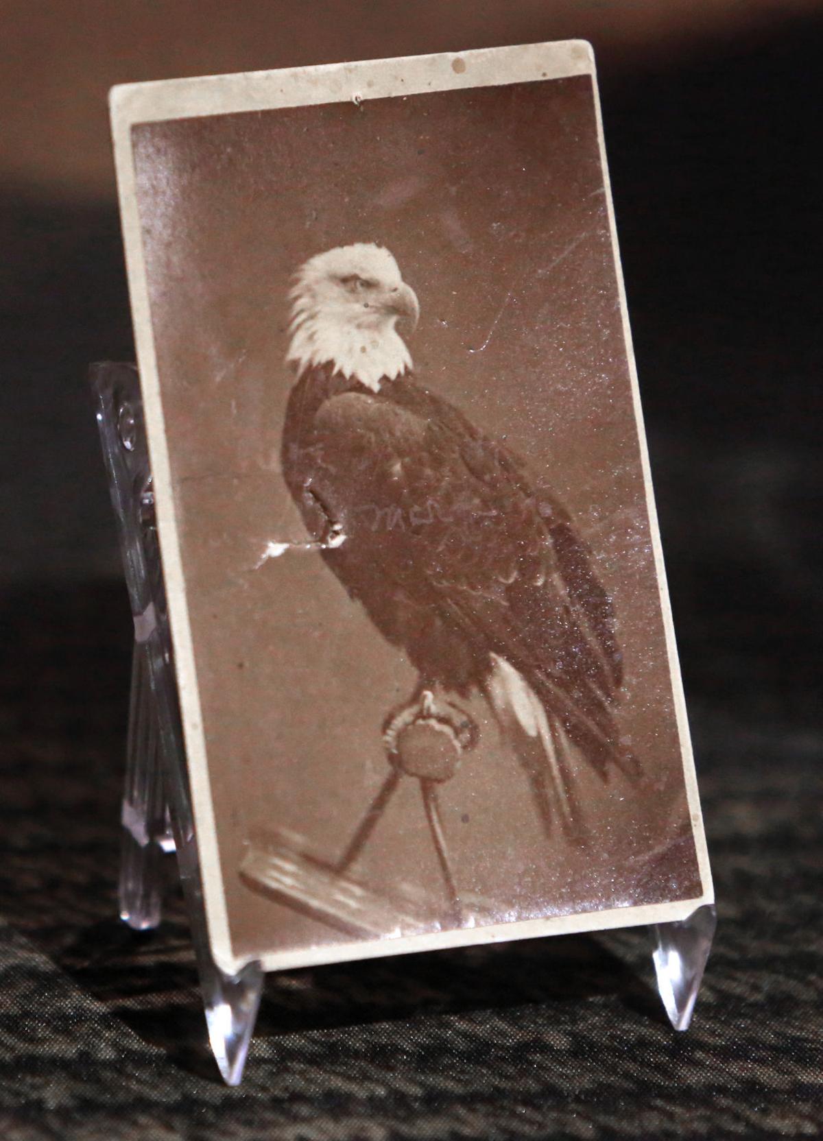 Tests confirm Wisconsin Civil War mascot Old Abe was indeed a male bald  eagle