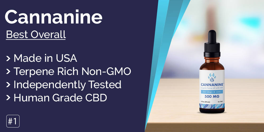 Originated Media_Best CBD oil for dogs_img1.jpg