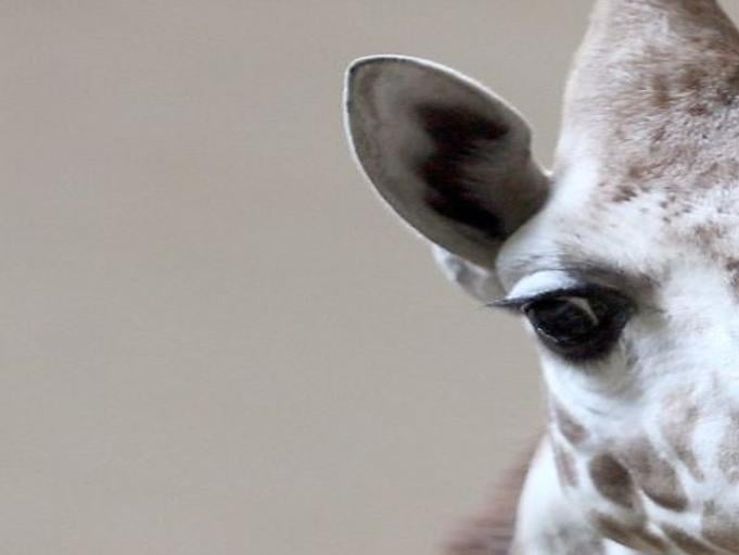 California Woman Kicked In The Face By Vilas Zoo Giraffe Local News Madison Com