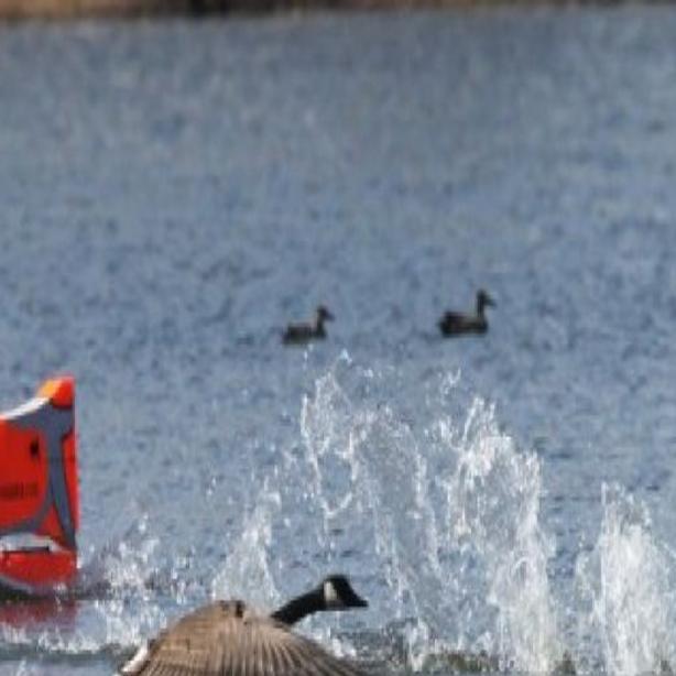 Catching Up Madison Geese Learn To Respect The Goosinator Making Its Spring Return Just Ask Us Madison Com