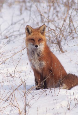 Red fox
