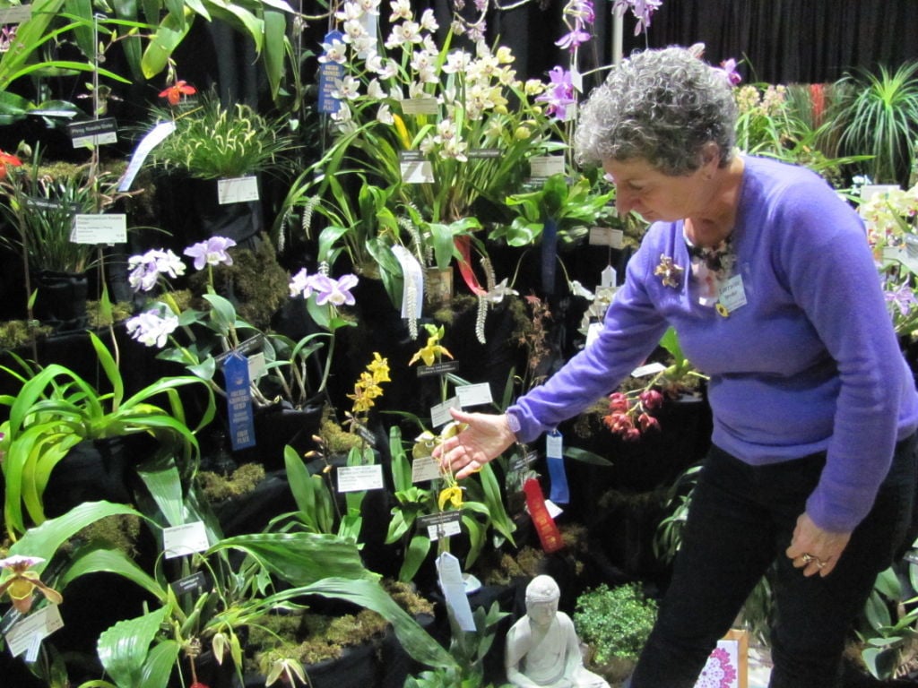 Around Town Orchid show envelops flower lovers in color on snowy day