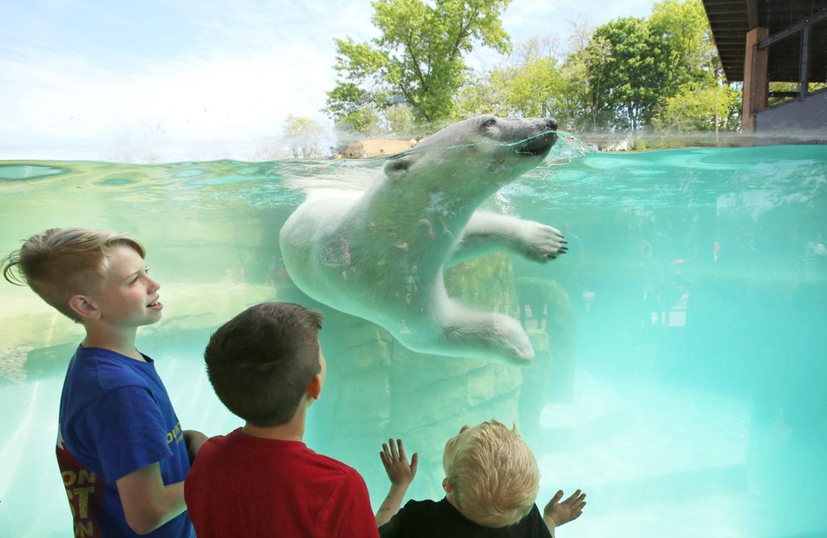 Staff At Henry Vilas Zoo Review Facility Safety Following Gorilla Incident At Cincinnati Zoo Local News Madison Com