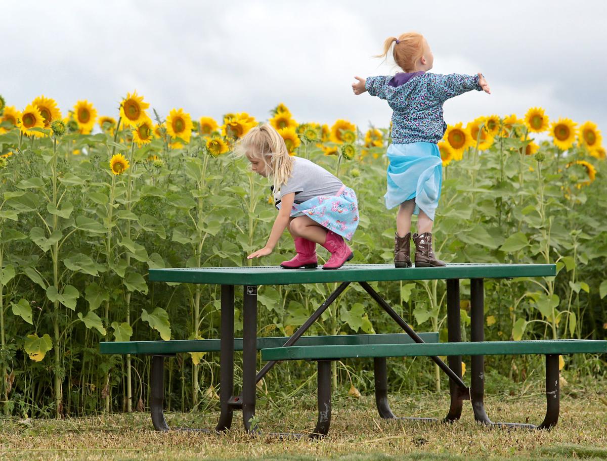 Going Out Sunflower Days Return To Pope Farm Entertainment Madison Com
