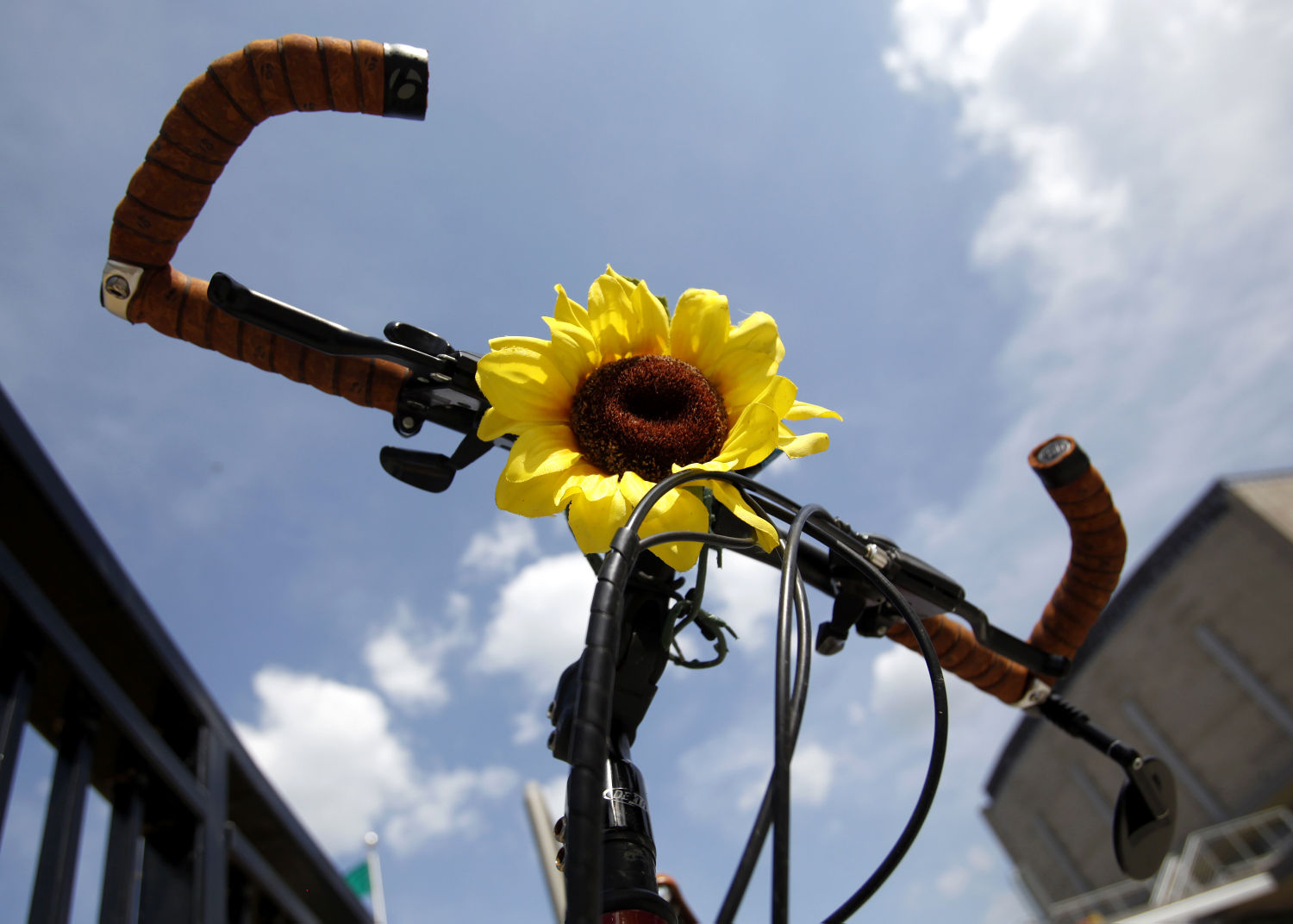 sunflower bikes
