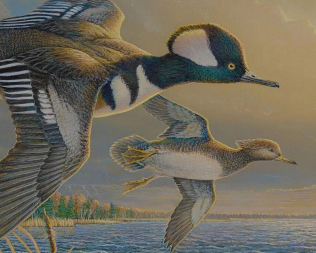 DNR Now Accepting Artwork For Annual Bird Stamp Contests
