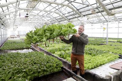 searching for profits with fish, vegetables and a