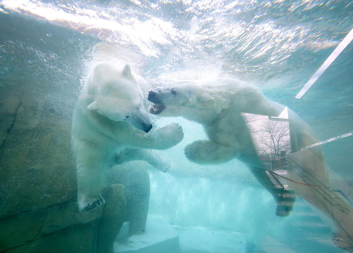 Madison S Vilas Zoo To Say Farewell To Nuniq A 3 Year Old Polar Bear Local Government Madison Com