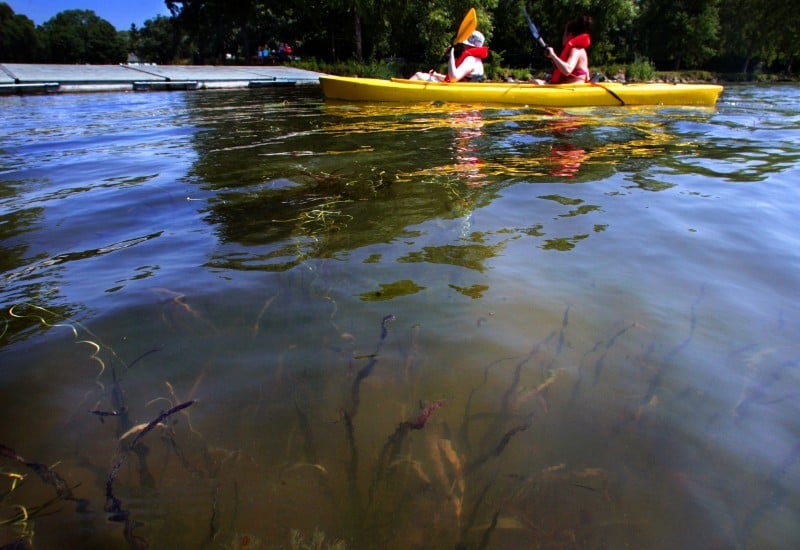 Lake Wingra Looks So Pretty On 8 Bit >> Without The Carp Lake Wingra Cleans Up Local News Madison Com Lake Wingra Looks So Pretty On 8 Bit >> Without The Carp Lake Wingra Cleans Up Local News Madison Com