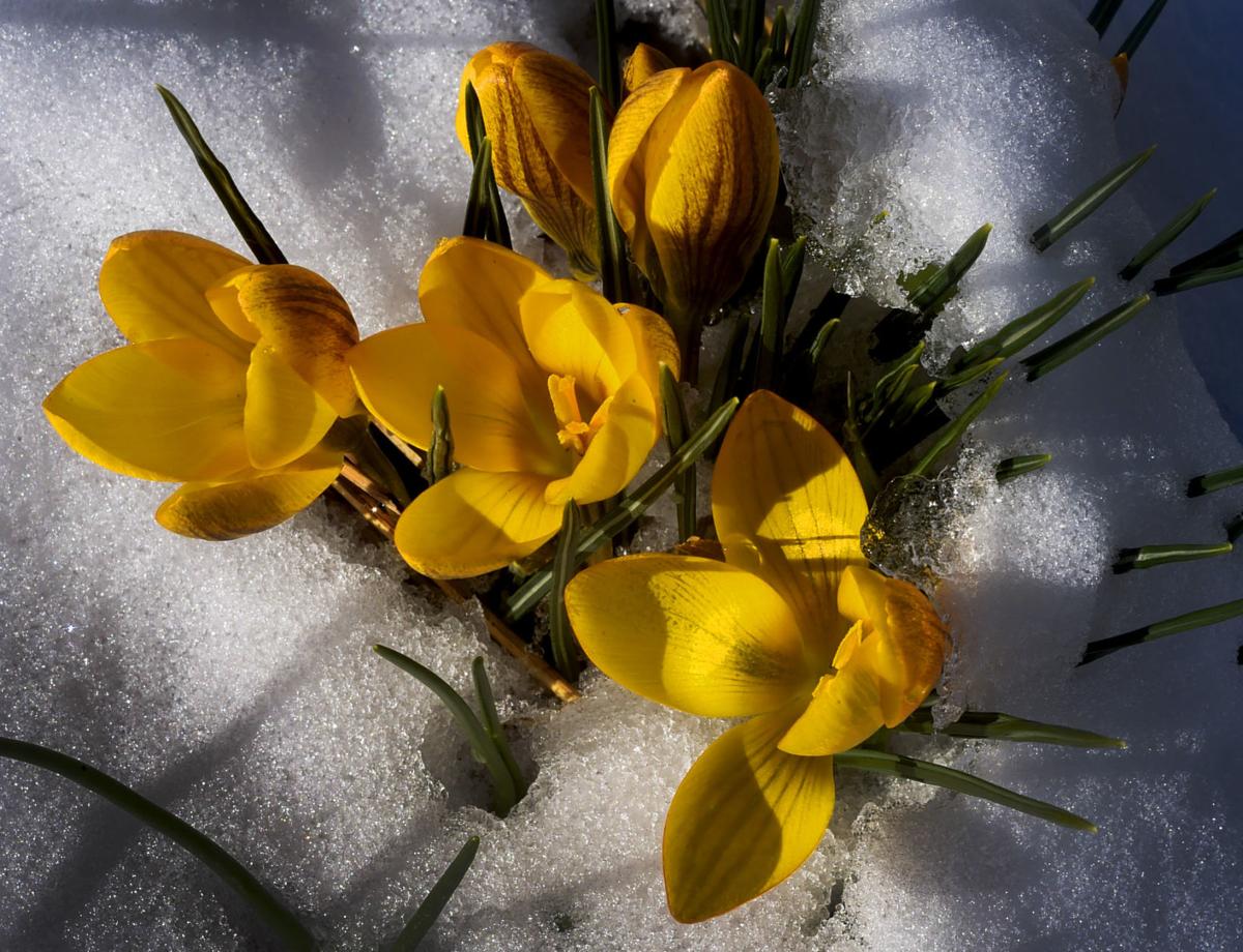 SNOWY CROCUSES