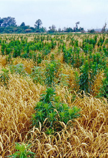 Herbicide-resistant weeds (copy)