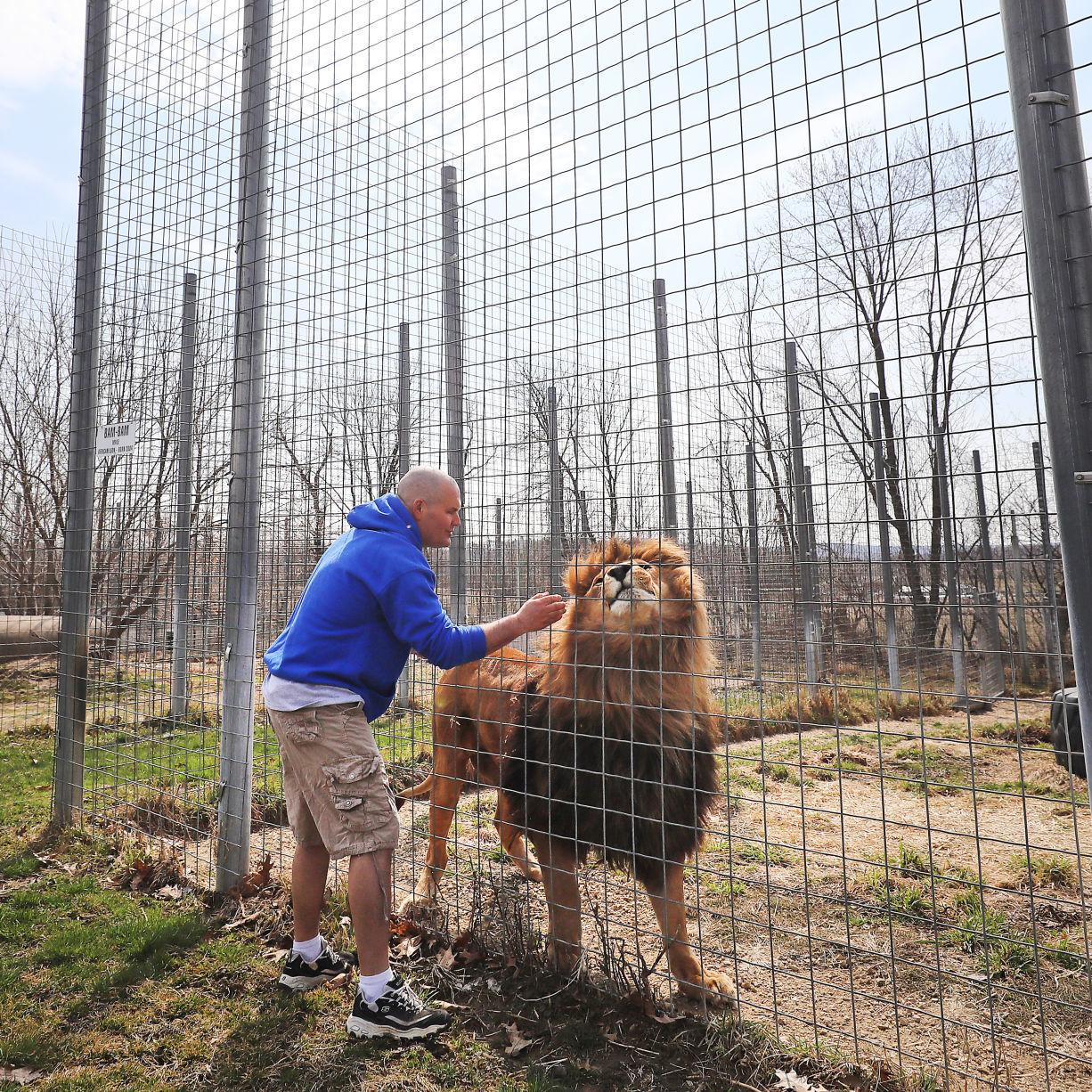 No Tiger King Drama At Wisconsin Big Cat Rescue In Rock Springs