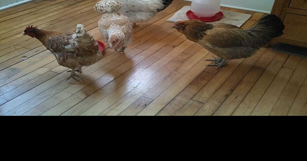 Chickens get cold, too How local chicken owners keep their fowl from