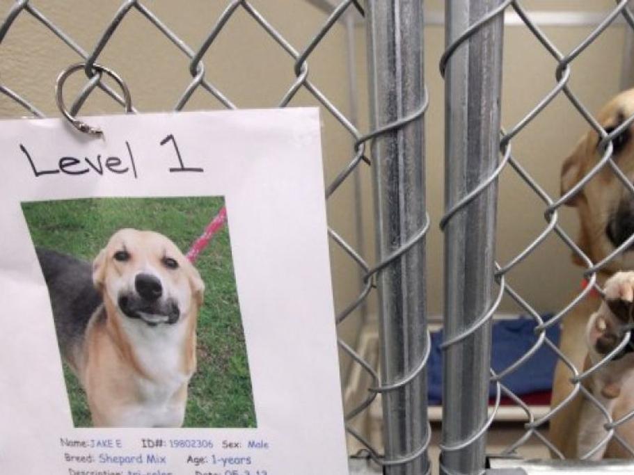 On Wisconsin Iowa County Humane Society Gets New Life Madison Com Columnists Madison Com