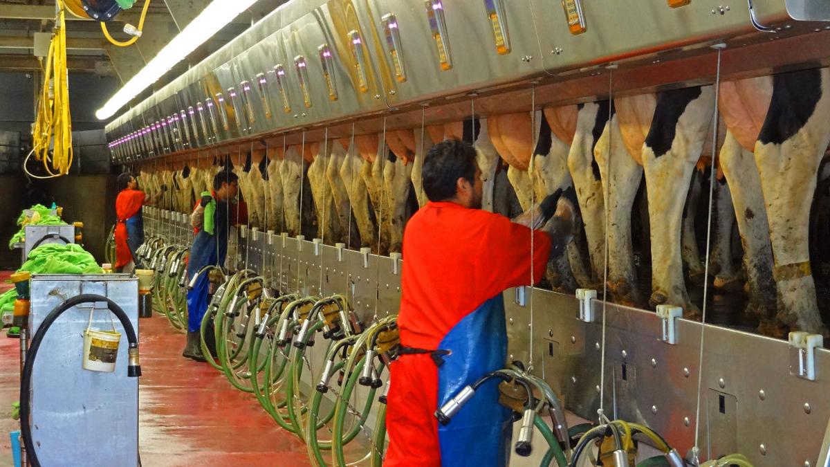 Dairy cows at milking