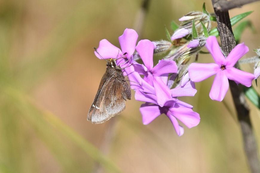 Help Butterflies, Bees And Other Pollinators During Pollinator Week