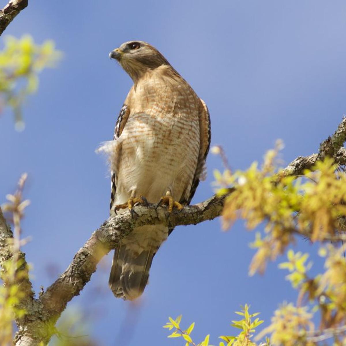 that feeder in your backyard may be feeding the birds to urban