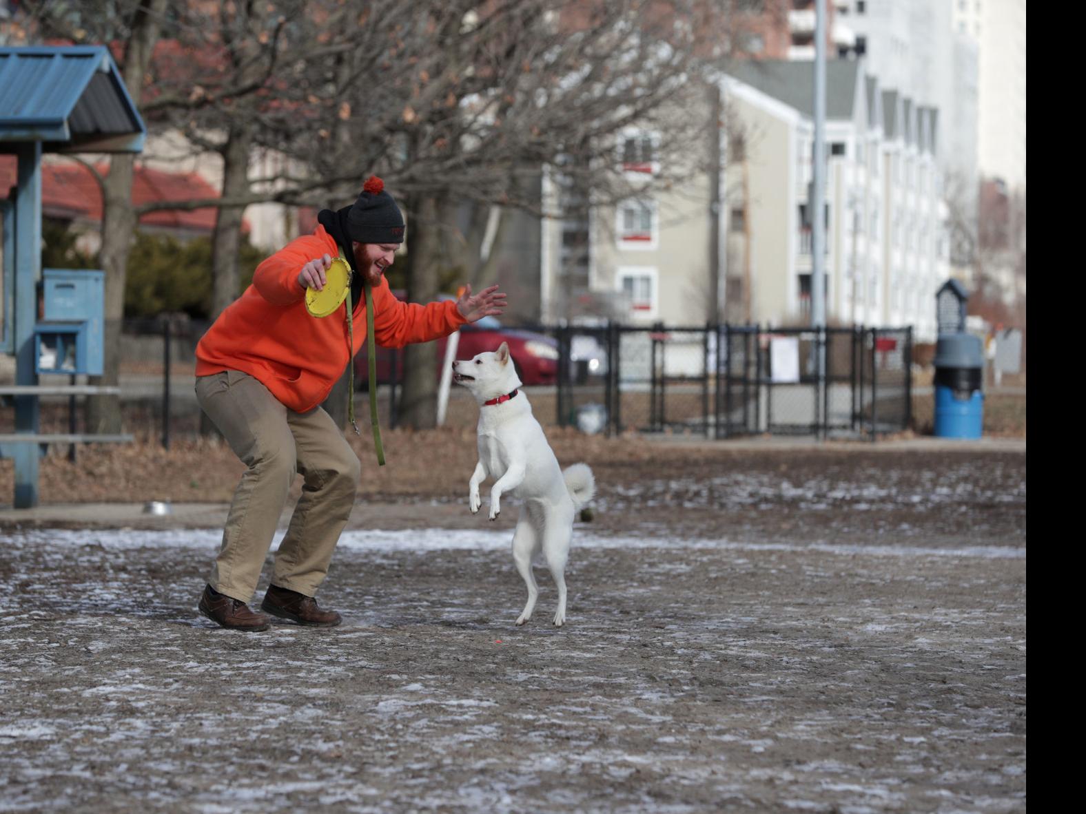 Downtown Dog Park May Get Artificial Turf Local Government Madison Com