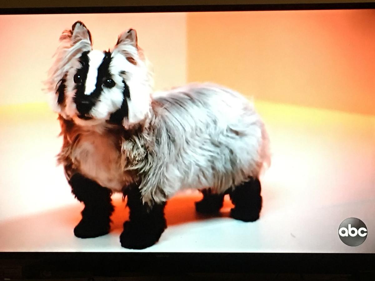 When A Pooch Becomes A Badger Madison Area Dog Groomer A Hit On Prime Time Tv Television Madison Com
