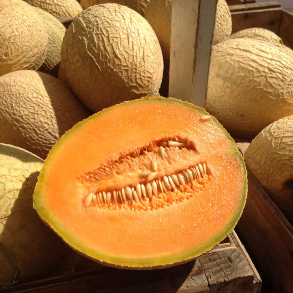 In season: Muskmelon | Lifestyles | madison.com In season: Muskmelon | Lifestyles | madison.com