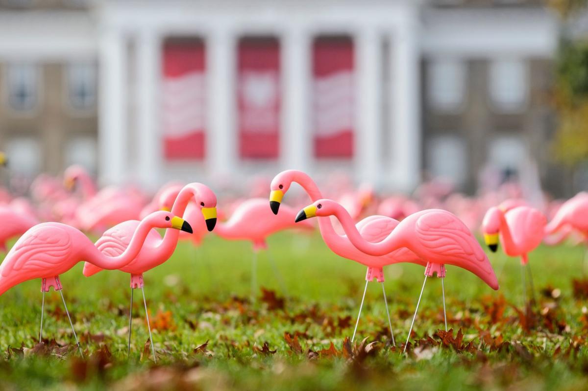 Flamingos on Bascom Hill for Fill the Hill event