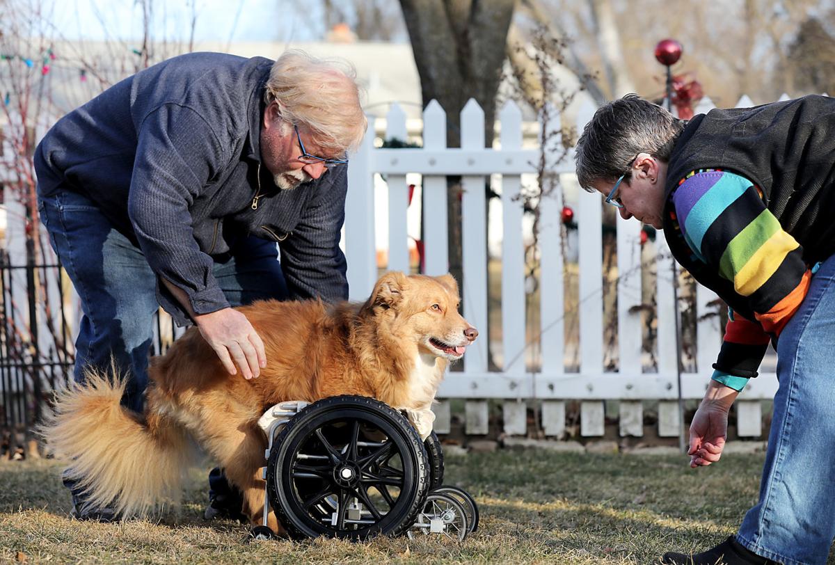 Adaptive Dog Cart