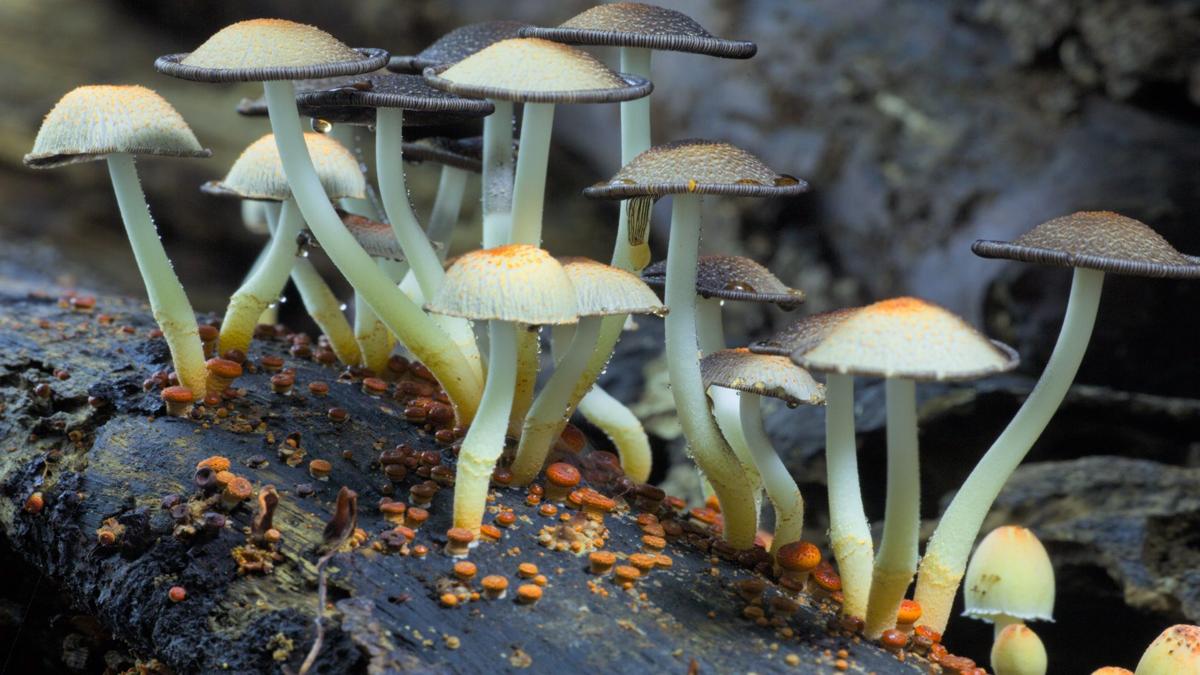 Make 'shroom in your schedule for 'Fantastic Fungi' documentary ...