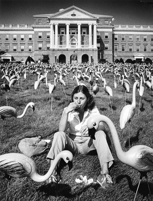 Pink flamingos on Bascom Hill