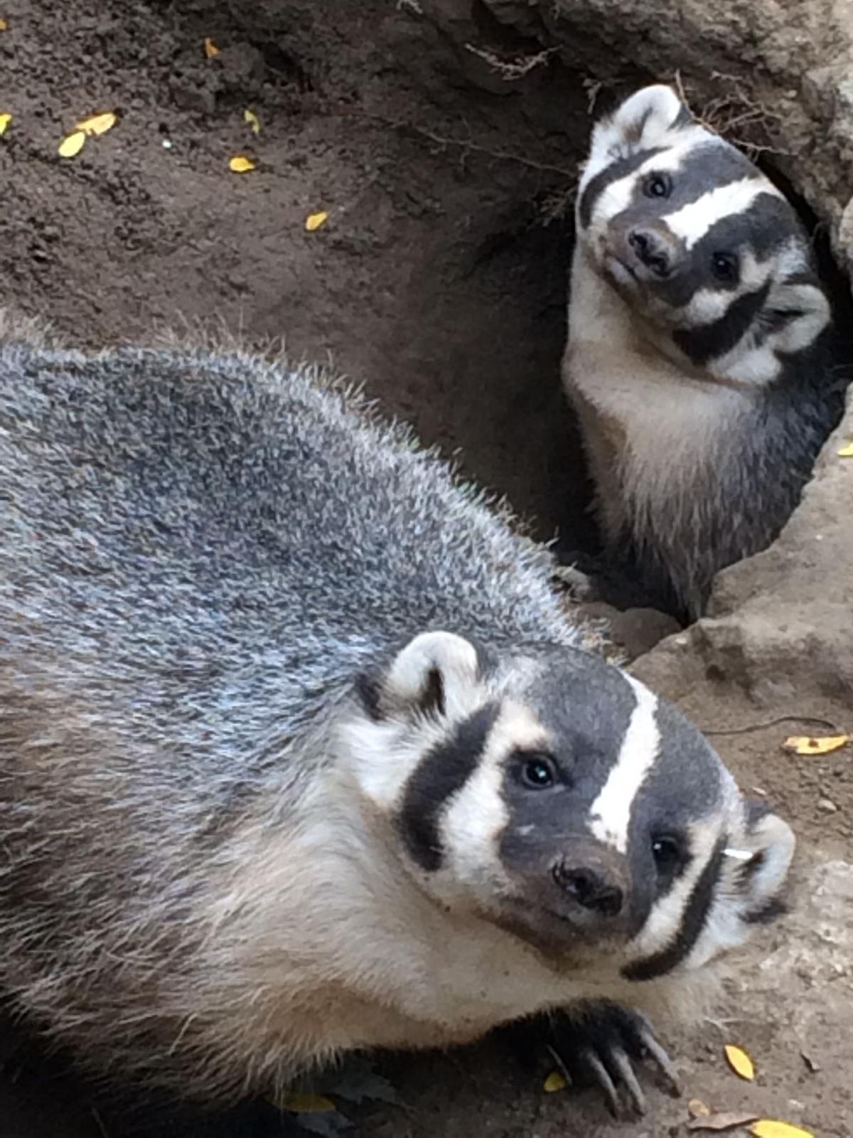 Fresh Burrows Await Badgers At Vilas Zoo As A New Exhibit Is