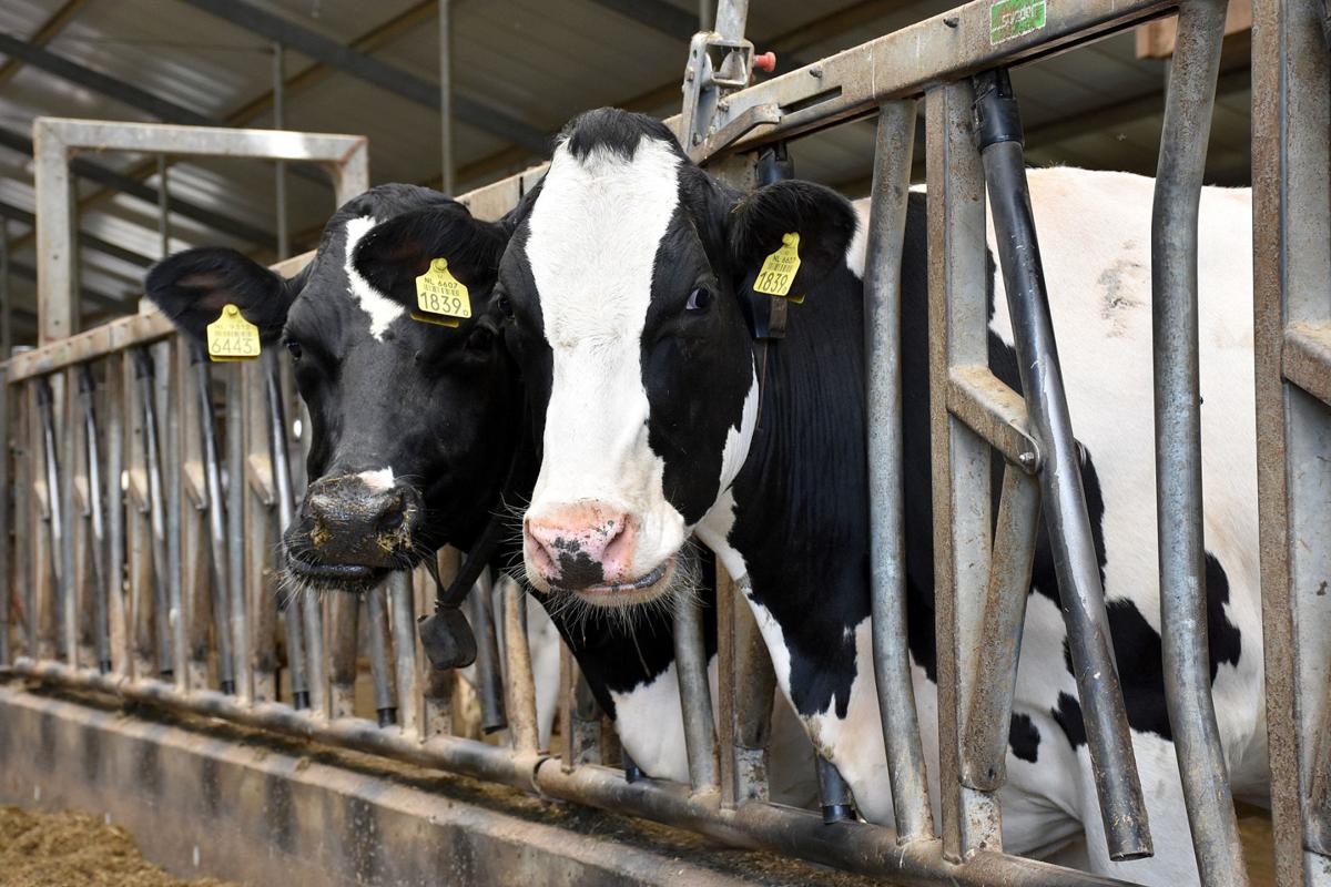 Cows on small dairies endangered