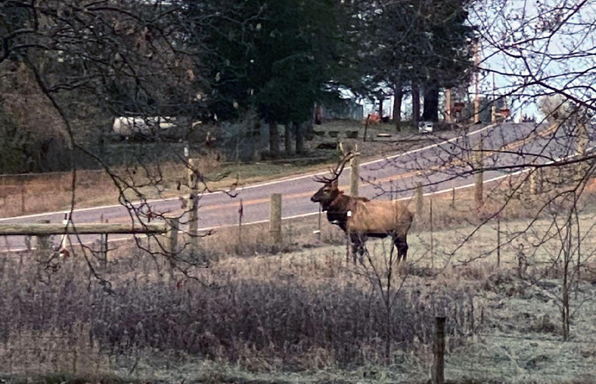 Elk
