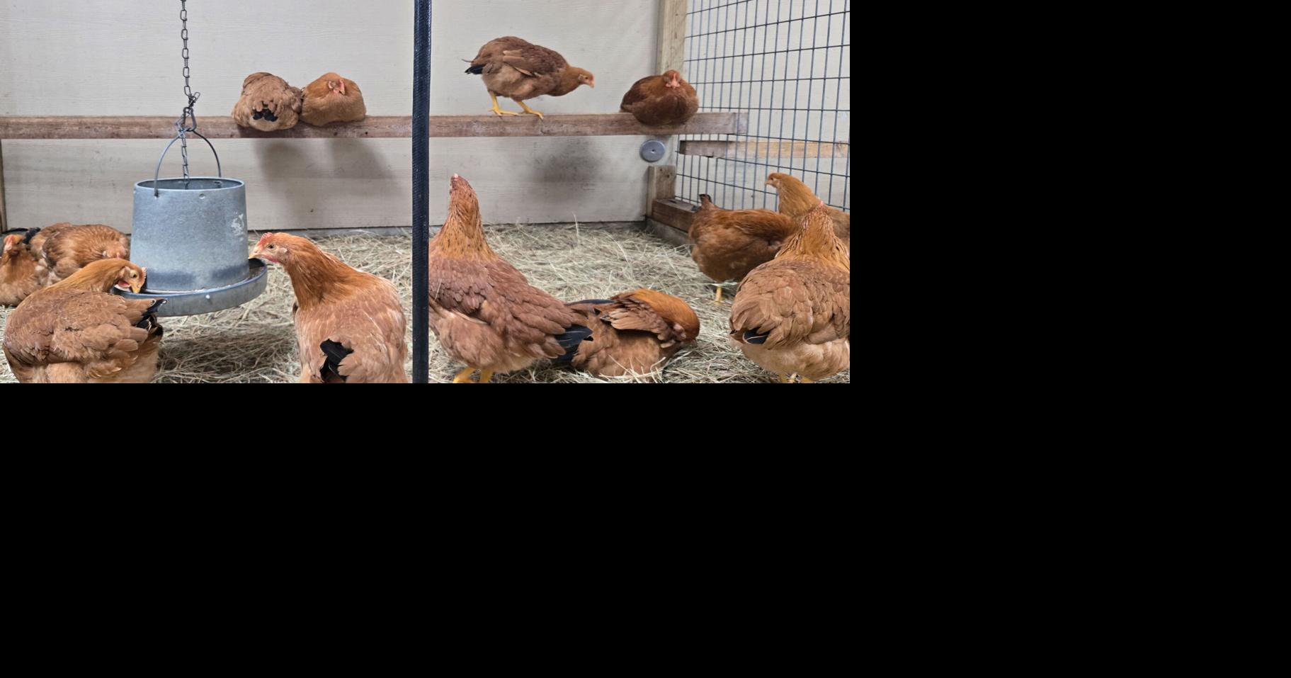 Community farm meets needs of struggling families