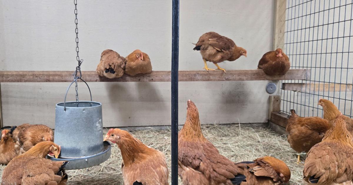 Farm Commune Community farm meets needs of struggling families
