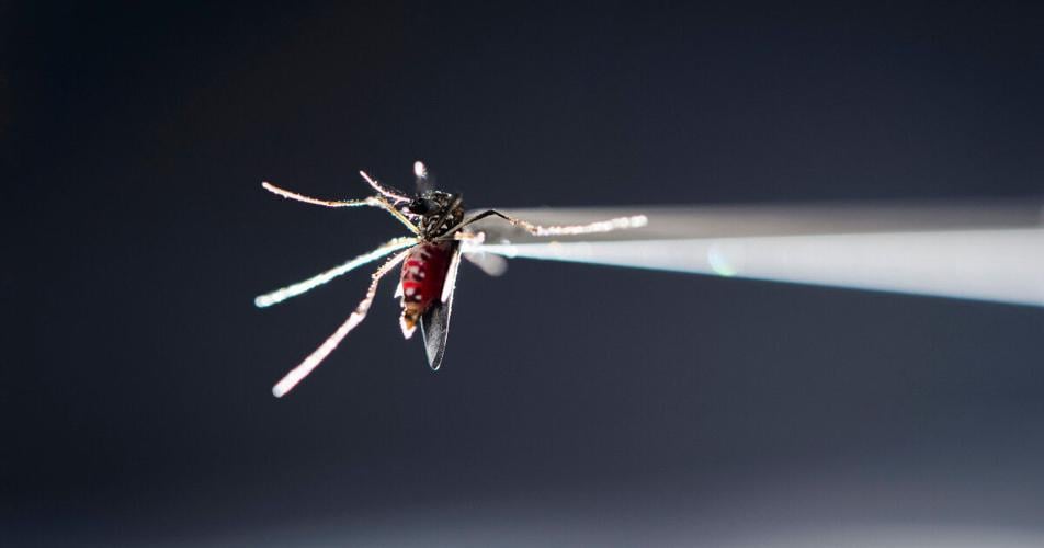 Zika infections can cause significant developmental problems
