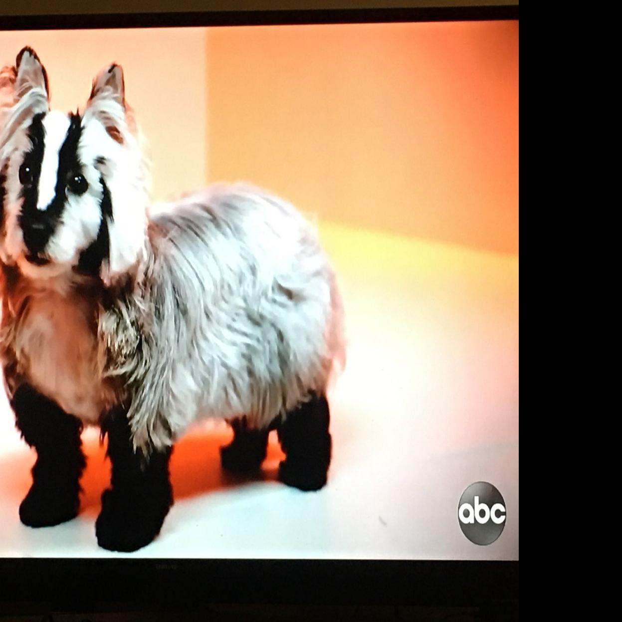 When A Pooch Becomes A Badger Madison Area Dog Groomer A Hit On Prime Time Tv Television Madison Com