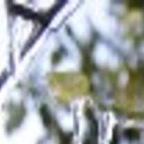 Just Ask Us Why Do Orange Growers Spray Their Crops With Water On